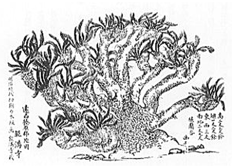 能満寺のソテツ