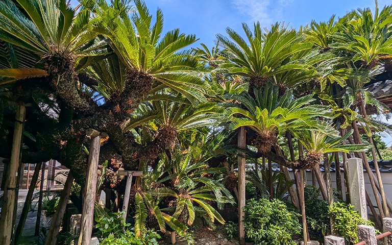 能満寺のソテツ