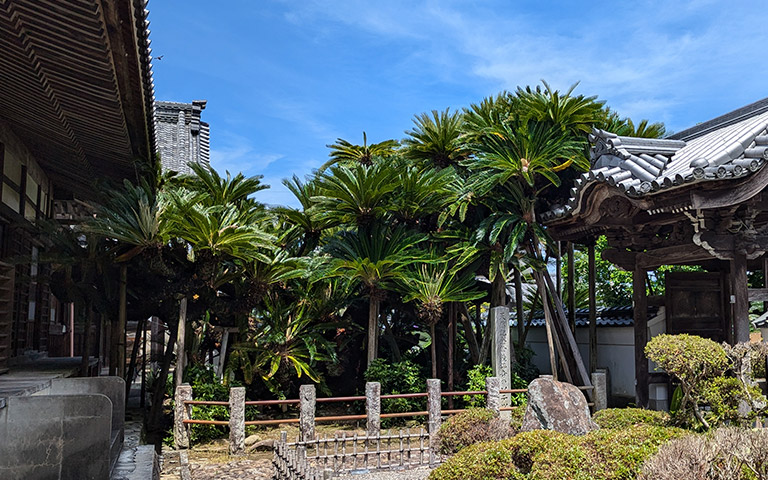 能満寺のソテツ